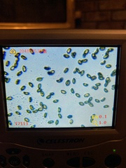 Cortinarius substriatus