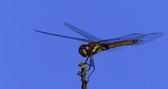 Tramea cophysa