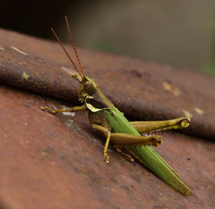 Coryacris angustipennis