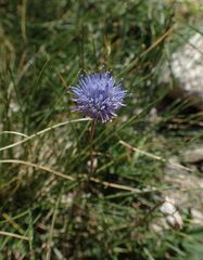 Jasione laevis
