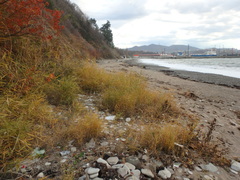 Phragmites australis