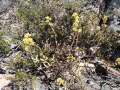 Crassula subaphylla virgata