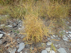 Phragmites australis
