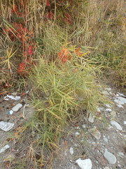 Phragmites australis