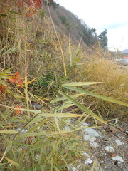 Phragmites australis