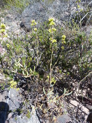 Crassula subaphylla virgata