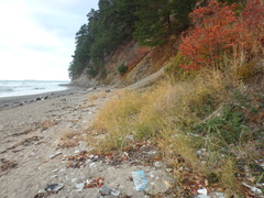 Phragmites australis