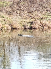 Branta hutchinsii