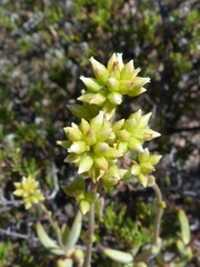 Crassula subaphylla virgata