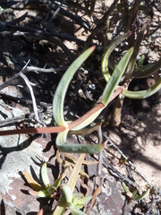 Crassula subaphylla virgata