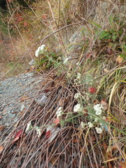 Seseli ponticum