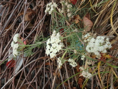 Seseli ponticum