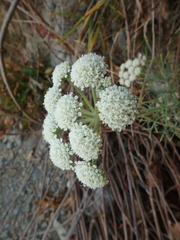 Seseli ponticum