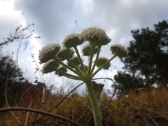 Seseli ponticum