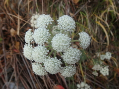 Seseli ponticum