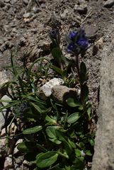 Veronica bellidioides