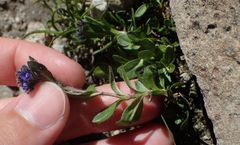 Veronica bellidioides