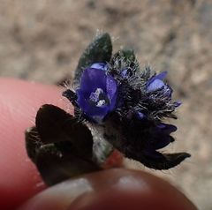 Veronica bellidioides