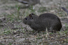 Cavia aperea