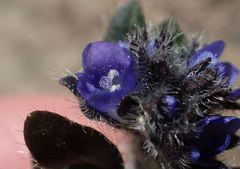 Veronica bellidioides