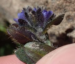 Veronica bellidioides