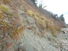 Seseli ponticum