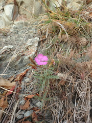Dianthus acantholimonoides