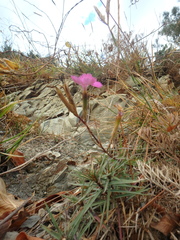 Dianthus acantholimonoides