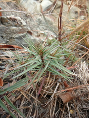 Dianthus acantholimonoides