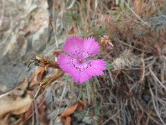 Dianthus acantholimonoides