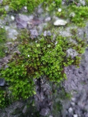 Bryum ruderale