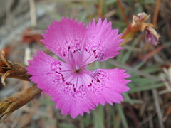 Dianthus acantholimonoides