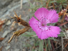 Dianthus acantholimonoides