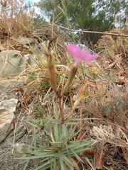 Dianthus acantholimonoides