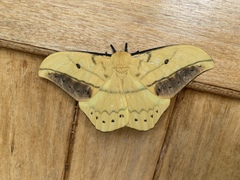 Maltagorea auricolor