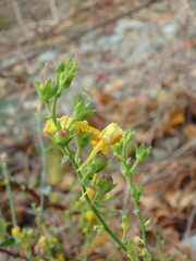 Linaria genistifolia