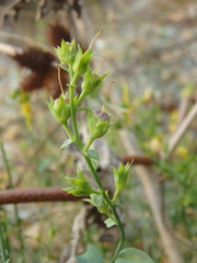 Linaria genistifolia