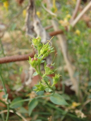 Linaria genistifolia