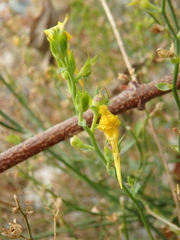Linaria genistifolia