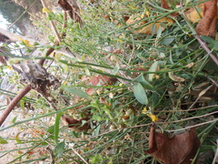 Linaria genistifolia