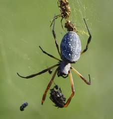 Trichonephila sexpunctata