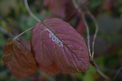 Stigmella splendidissimella