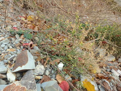 Linaria genistifolia