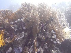 Millepora dichotoma