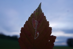 Stigmella splendidissimella
