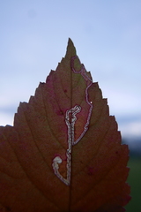 Stigmella splendidissimella