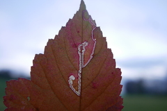 Stigmella splendidissimella