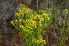 Senecio microglossus