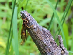 Mischocyttarus navajo