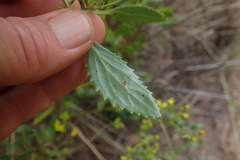 Senecio microglossus